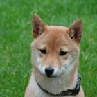 De Japanse Shiba Inu hond