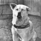 Hachiko. Was dit de trouwste hond ter wereld?