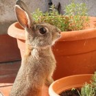Tien leuke konijnenweetjes: van naam onthouden tot dromen