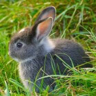 Waarom bijten konijnen?