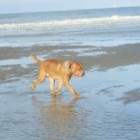 Aan zee met de hond: de gevaren en tips