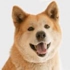De akita, de nationale hond van Japan