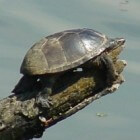 Muskusschildpad: een kleinblijvende schildpad als huisdier