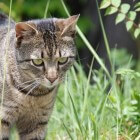 Katten in de tuin, wegjagen helpt niet