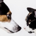 Zylkène gebruiken tegen stress en angst bij hond of kat