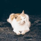 Feline Infectieuze Peritonitis (FIP) dodelijke kattenziekte