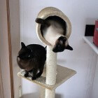 De kattentoren: een kattenmeubel met verschillende etages