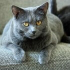 Raskatten: Chartreux, een mooie rustige kat