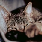 Kattenhangmat: laat je kat helemaal tot rust komen in huis