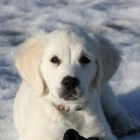Hond trimmen joure