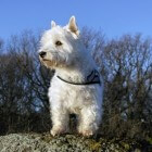 Hondenras: West highland white terriër