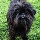 Hondenrassen, Affenpinscher