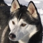 Alaskan Malamute