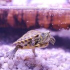 Waterschildpad als huisdier
