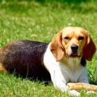 De beagle: opvoeding van uw pup