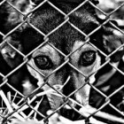 Adoptie Spaanse asielhonden uit Perreras (Dodingsstations)