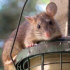 De tamme rat als huisdier: hoe omgaan met ouder wordende rat