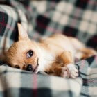 Chihuahua: puppy aanschaffen en opvoeden