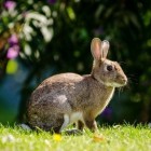 Het konijn: Nagel-, tand- en vachtverzorging