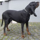 Black and tan Coonhound, een vriendelijke jachthond