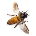 Een kijkje in de bijenkorf: bewoners door het jaar heen