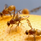 Fruitvliegjes in huis voorkomen en bestrijden