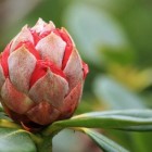 Schadelijke insecten op rododendron: biologische bestrijding