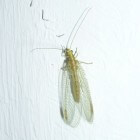 De groene gaasvlieg  een bondgenoot tegen bladluizen