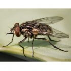 De stalvlieg: een als huisvlieg vermomde steekvlieg