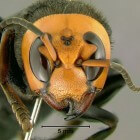Aziatische hoornaar: gevaar voor mensen in Nederland?