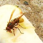 De hoornaar  kenmerken, leefgebied en voortplanting