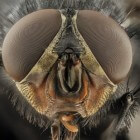 Buffelvlieg: een wereldwijd gevaarlijke bijtvlieg