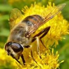 Blinde bij: zweefvlieg met het uiterlijk van de honingbij