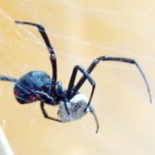 Zwarte weduwe  giftige spin met ijzersterk web