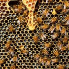 Bijensterfte, wat is de oorzaak? Pesticiden en honger