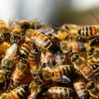 Wat te doen als een zwerm bijen aanvalt?