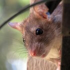 Ratten in huis, hoe herken je ze?
