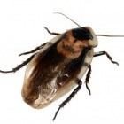 Kakkerlakken in huis, een serieus gevaar voor de gezondheid