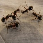 Mieren, zeer nuttige dieren maar hou ze wel buitenshuis