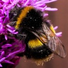 De hommel- en bijensteek