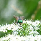 De Scaptia (Plinthina) Beyonceae (vernoemd naar Beyoncé)