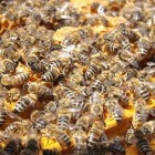 Honingbijen - harde werkers zijn het!