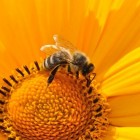 Bijensterfte, oorzaken en gevolgen