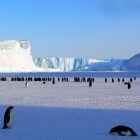 Het leven op Antarctica