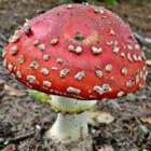 Amanieten: soorten en giftigheid van deze paddenstoelen