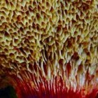 Buisjeszwammen zijn paddenstoelen