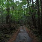 Aokigahara bos in Japan; beter bekend als het zelfmoordbos