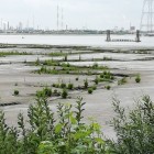 Natuurgebieden in de polders en in de haven van Antwerpen