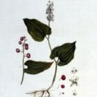 Dalkruid of Maianthemum bifolium