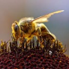 Maak uw tuin of balkon vriendelijk voor bijen